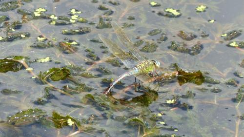 Anax imperator